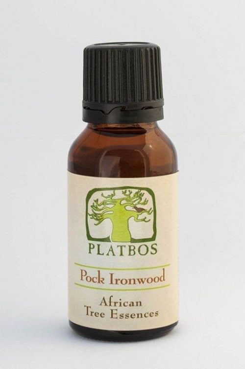 Platbos Pock Ironwood - Arbre de l'intuition - Boom van Intuïtie