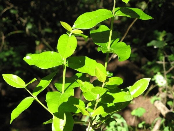 Platbos Pock Ironwood - Arbre de l'intuition - Boom van Intuïtie