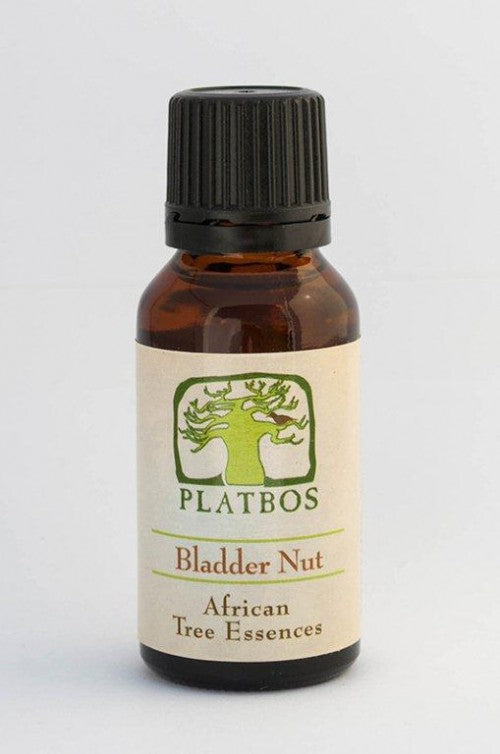 Platbos Black Bark (Noyer vésiculeux) - Arbre de la connaissance de soi