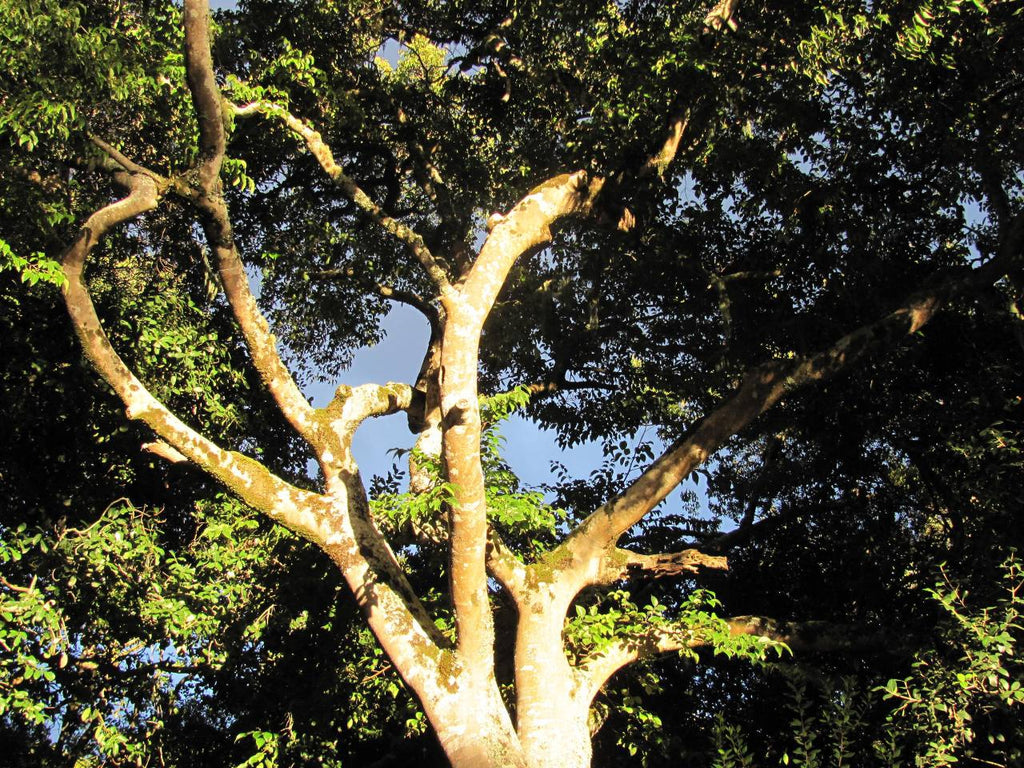 Brume d'arbre White Stinkwood - Arbre de Lumière - Boom van Licht