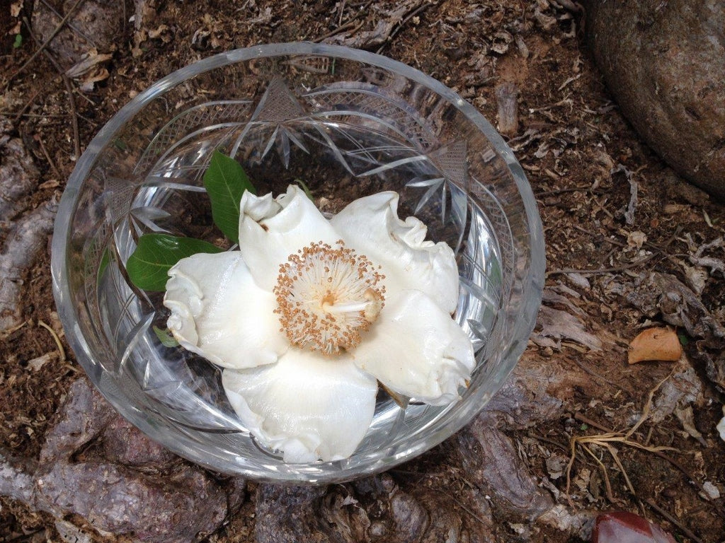 Élixir floral de baobab Platbos