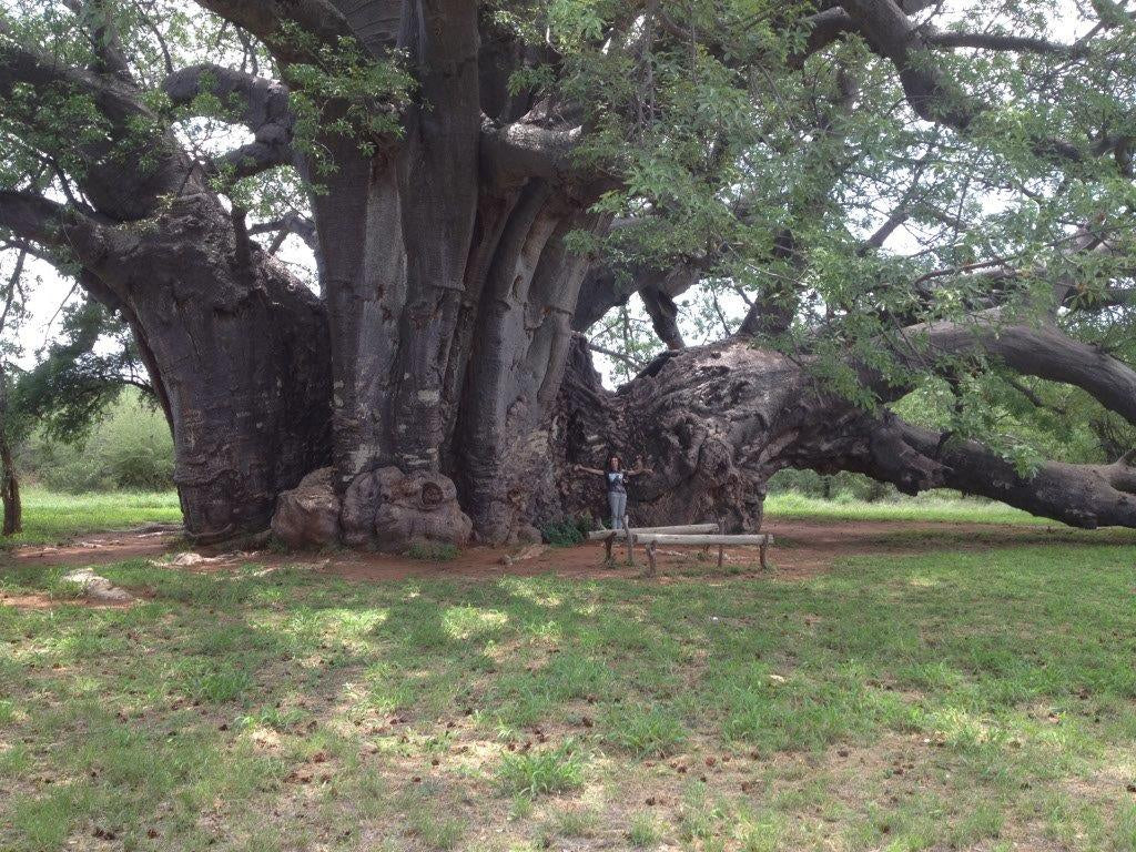 Élixir floral de baobab Platbos