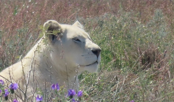 Platbos Lion Stargate Brume Mystique