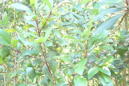 Myrsine Mystery Tree Mist - Arbre de Grâce - Boom van Genade