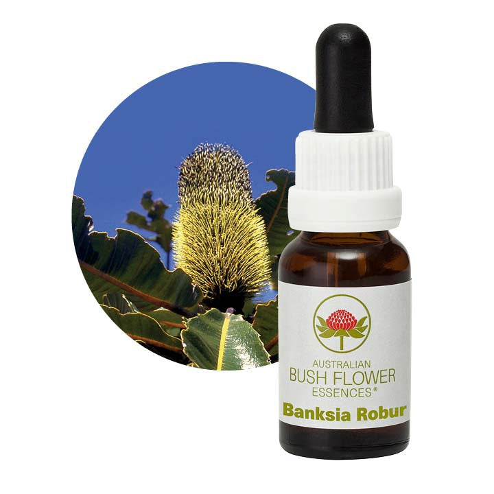 Banksia Robur