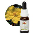 Hibbertia