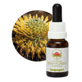 Isopogon