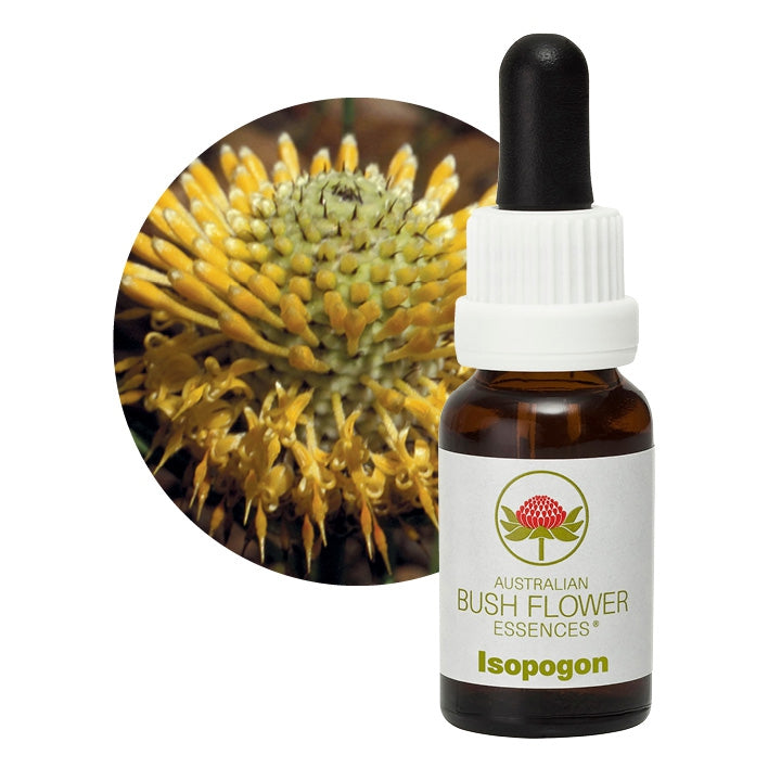 Isopogon
