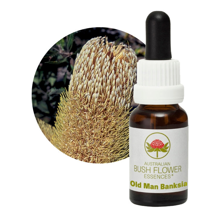 Banksia serrata