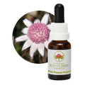 Actinote rose