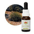 Spinifex