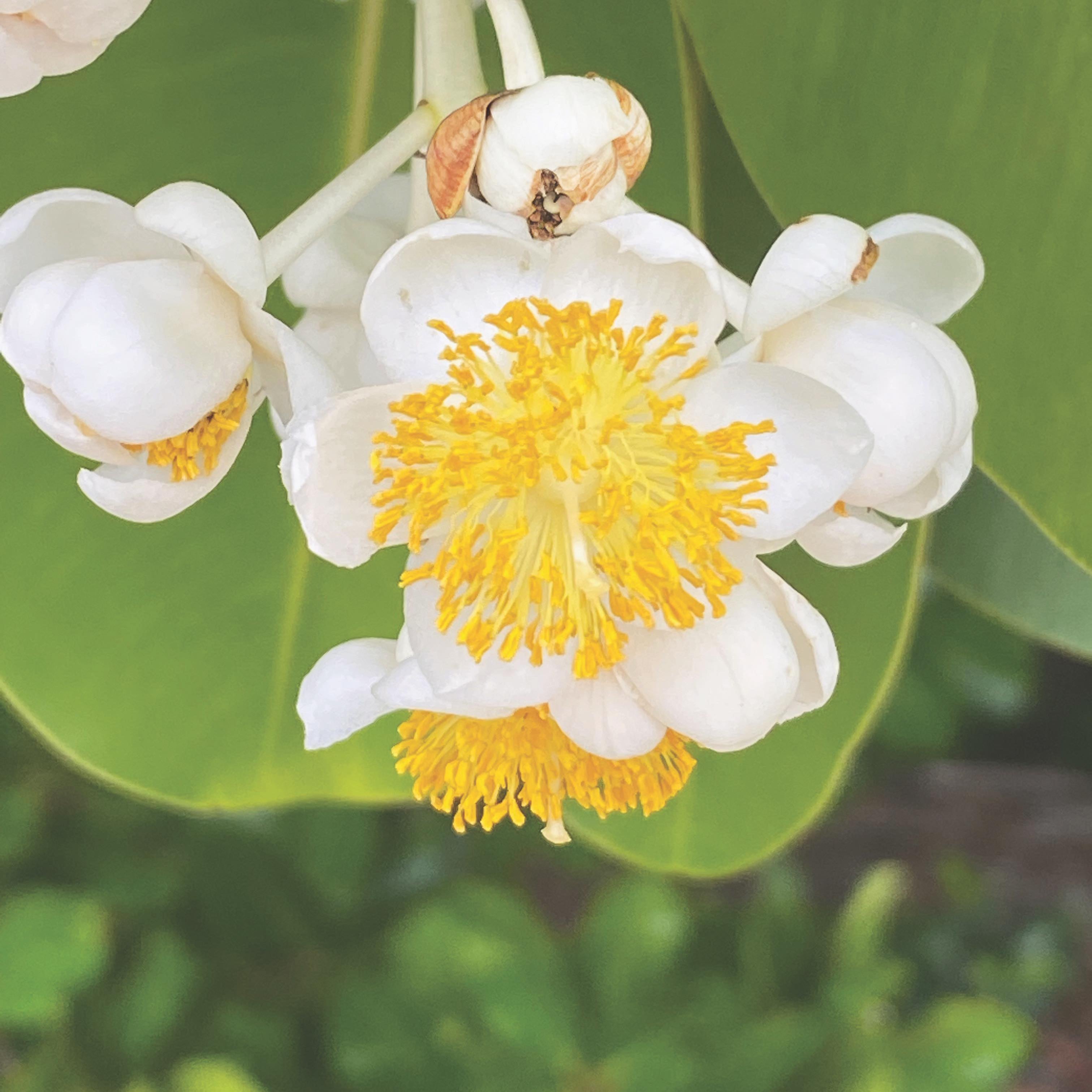 Calophyllum - Australie
