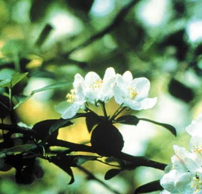 Crab Apple - Pommier sauvage