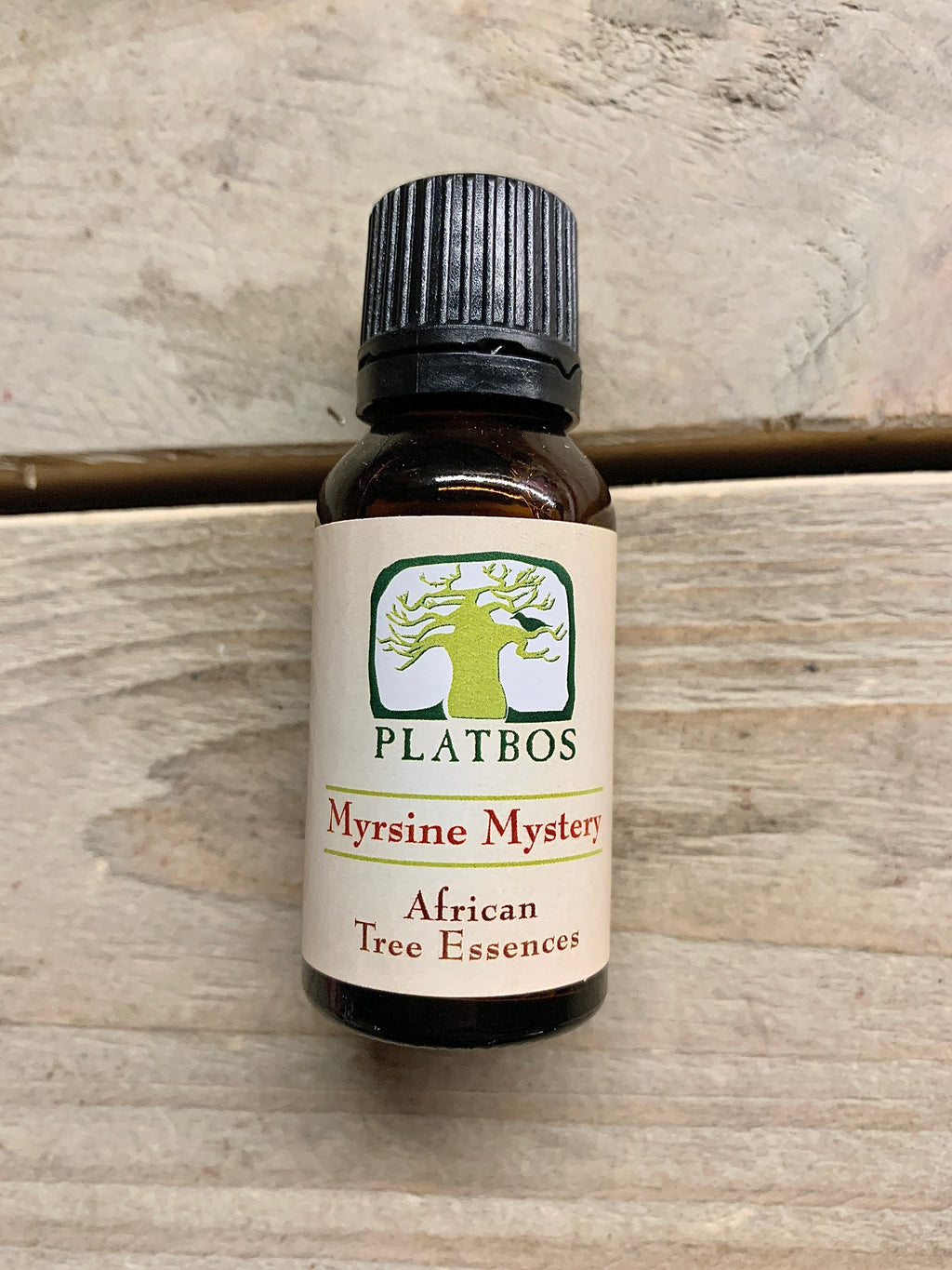 L'essence d'arbre mystère Myrsine - Arbre de Grâce - Boom van Genade