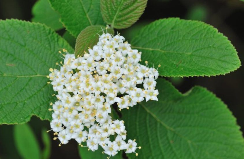 Viorne boule de neige BIO - Alphagem