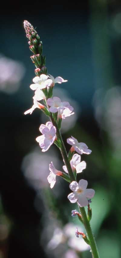Verveine - Verveine
