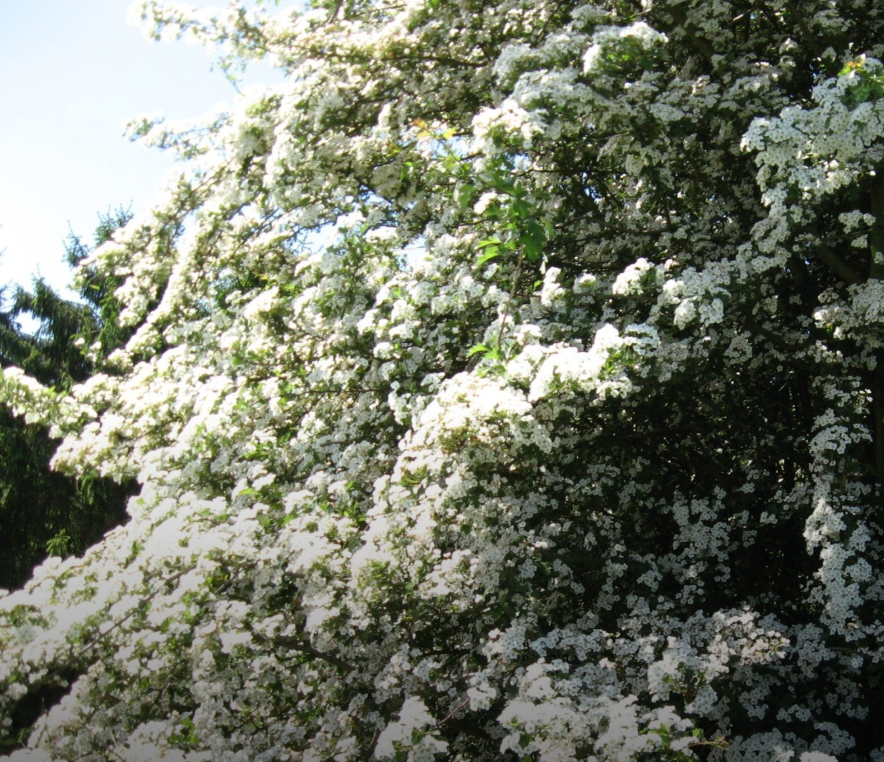 Aubépine - Crataegus Laevigata BIO - Alphagem